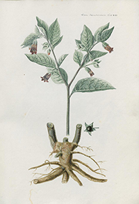 Tafel im Icones Plantarum