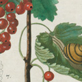 Abbildung aus Pflanzenbuch